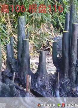 金弹子老桩金弹子买卖价格