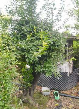 树桩盆景车厘子血红