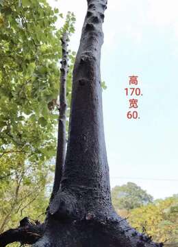 漂亮一对地景母桩金弹子,有喜欢赶紧下单