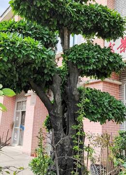 金弹子101号:别墅庭院造景首选金弹子盆景,漂亮全冠年功大原生母桩金弹子,土豪之选,霸气十足