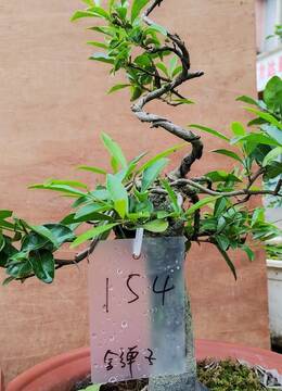 老桩盆景154号金弹子老桩盆景湖南金弹子盆景图片