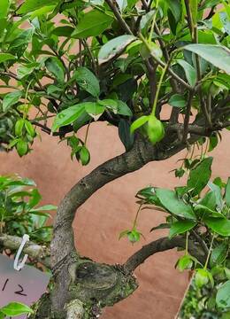 112号血红车厘子果,安徽血红果金弹子熟桩,安徽绿植金弹子