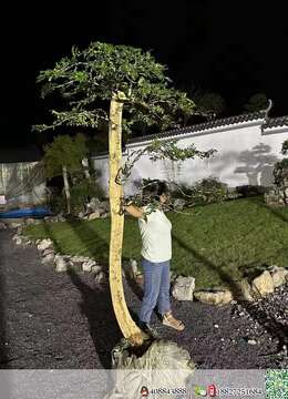 金弹子盆景送礼挂果小叶金弹子