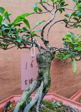 赏根金弹子165号提根矮霸金弹子品种庭院阳台金弹子盆景