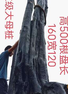 吨位级原生大母桩金弹子,几年大熟桩。别墅庭院首选,霸气十足