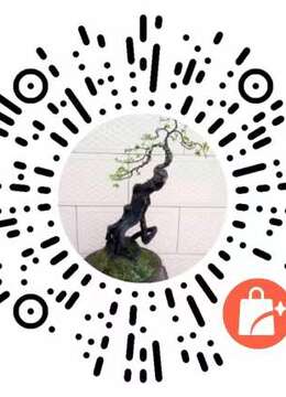 金弹子盆景价格自然金弹子在哪有卖的