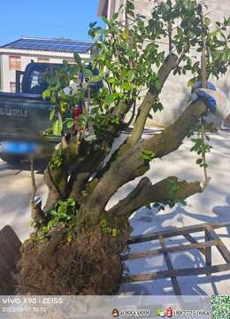 金弹子老桩古怪小叶金弹子