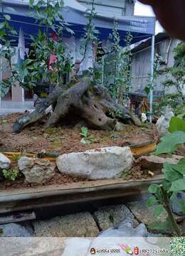 漂亮假山丛林,全部已嫁接好