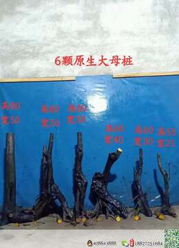 金弹子生桩金弹子∮郑州金弹子树桩