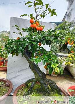 金弹子网金弹子∮洛阳金弹子老桩