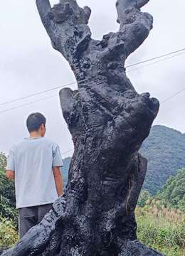 金弹子盆景金弹子√广东野生金弹子