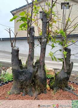 金弹子老桩闽南挂果金弹子付款交易方式