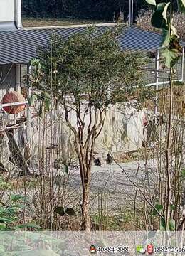 湖北瓜子黄杨,地经18分枝60