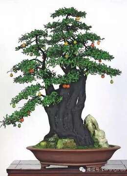 挂果金弹子小品欣赏