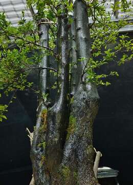 全冠熟桩金弹子，嫁接好柿饼果子，有喜欢赶紧下单