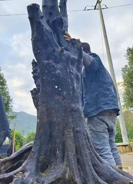 金弹子树桩盆景浙派金弹子能从哪买到