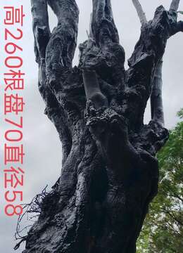 漂亮大古桩金弹子。原生大母桩，别墅庭院首选。霸气十足