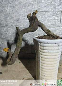 金弹子网惠州四季果金弹子怎么卖