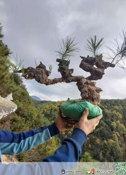 出土山松喜欢速度