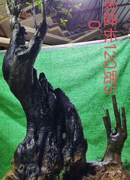 漂亮大货熟桩金弹子，有喜欢赶紧下单，