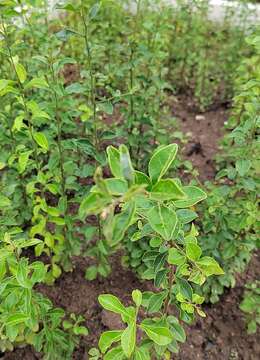 精品盆栽金弹弹,好看又好养,值得新手入手