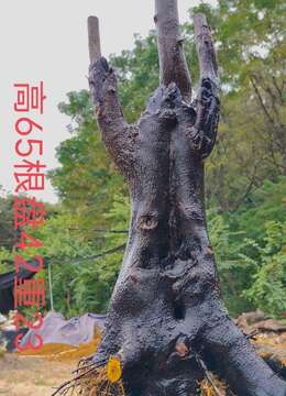 刚刚下山新鲜,漂亮母桩金弹子,有喜欢赶紧下单