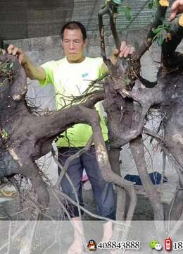 漂亮大怪桩金弹子，有喜欢赶紧下单，