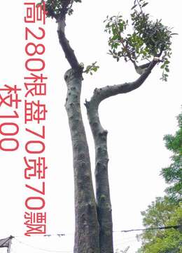 漂亮大地景。大母桩金弹子,别墅庭院首选,熟桩,