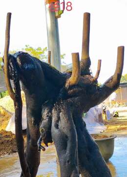 漂亮提根坨坨怪桩金弹子。几年熟桩,有喜欢赶紧下单