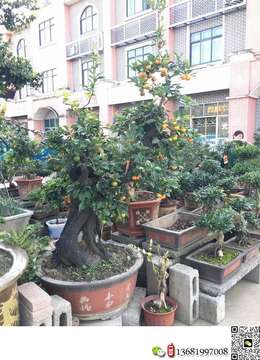 金弹子与野柿子的区别,金弹子不是野柿子