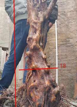 金弹子网送礼金弹子出售