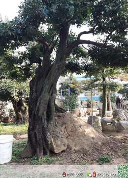 大拖根