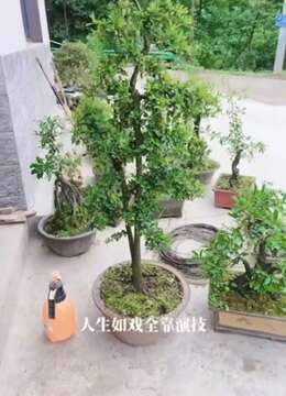 金弹子树桩盆景金弹子实物图片