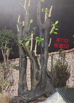 金弹子熟桩垂枝金弹子付款交易方式