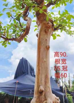 漂亮年功红花紫薇老桩,一对文人。有喜欢赶紧下单