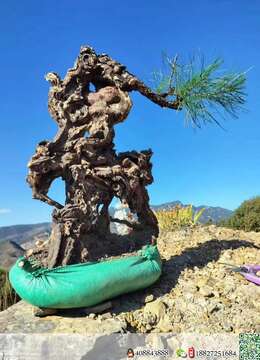 金弹子熟桩海派金弹子售价和联系方式