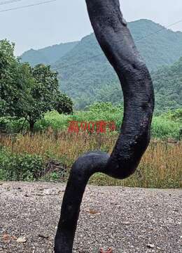 金弹子盆景Θ车厘子金弹子市场の