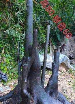 五个金弹子,看上来聊,欢迎一起打包