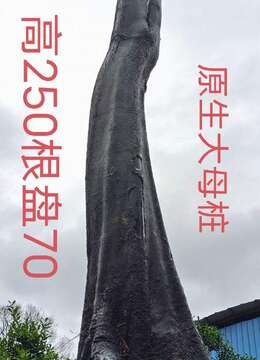 刚刚下山新鲜,漂亮地景母桩金弹子,有喜欢赶紧下单