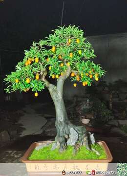 金弹子网岭南派金弹子图片及价格