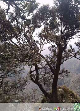 小叶瓜子黄杨盆景桩，主桩直径十七，高一米五