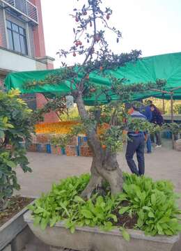 家居养花别随意,客厅摆上这种“树”,养人又招财!