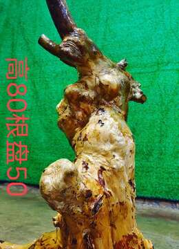 漂亮紫薇坨坨,有喜欢赶紧下单。