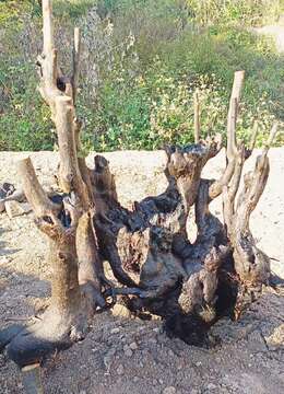 金弹子生桩山水金弹子实物图片