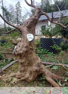 原生大红紫薇,直茎20.高,55.