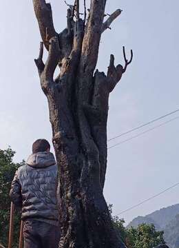 刚刚下筱⼀紀一颗纹路大古桩喜欢的联系