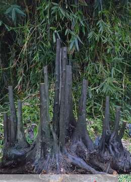 金弹子老桩垂枝金弹子