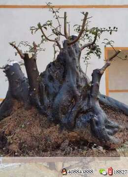 金弹子,根长98,高75