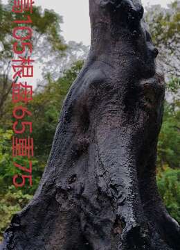 刚刚下山新鲜，漂亮母桩金弹子，有喜欢赶紧下单