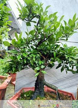 金弹子网桂林金弹子售价和联系方式